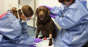 chemo at asvs 2_359 wide