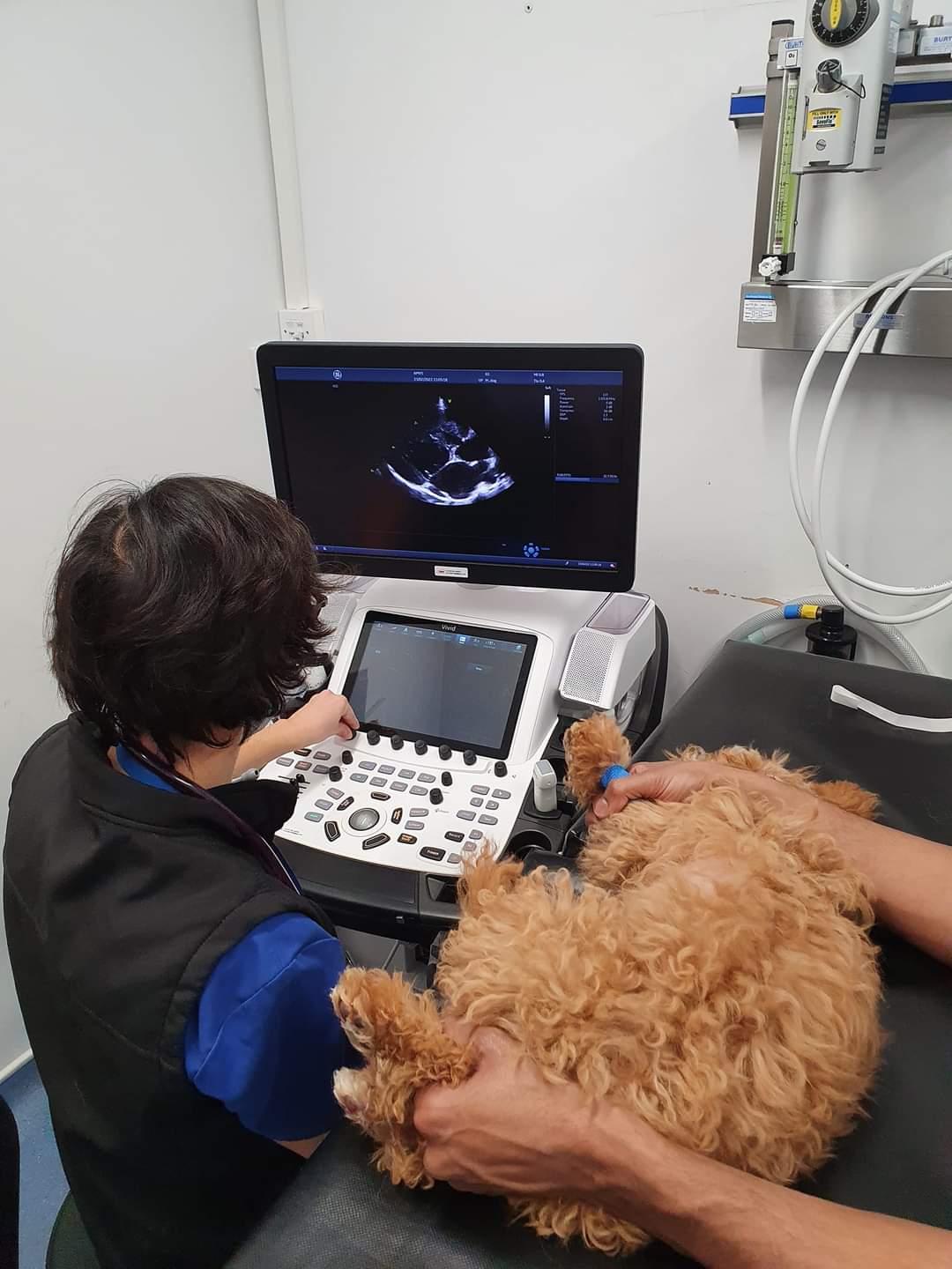 ultrasound scan being carried out on a small brown dog held in position