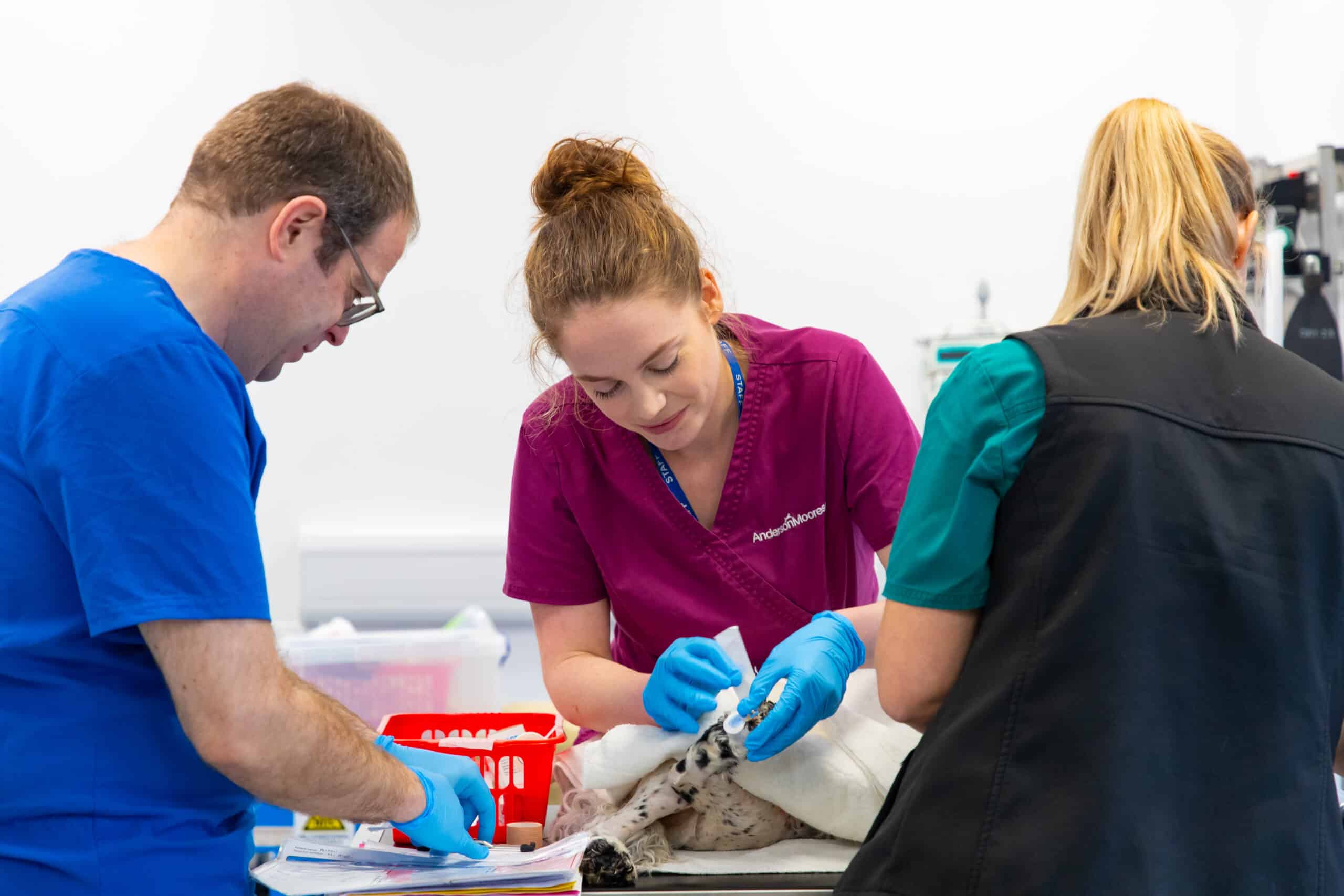 3 veterinary staff completing a medical procedure on a dog's leg