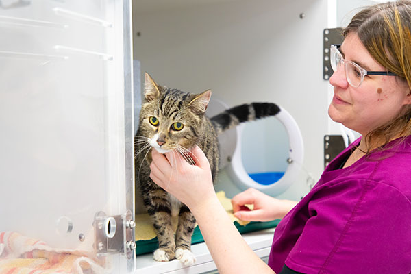 Cat being stroked by a female vet staff member at AMVS