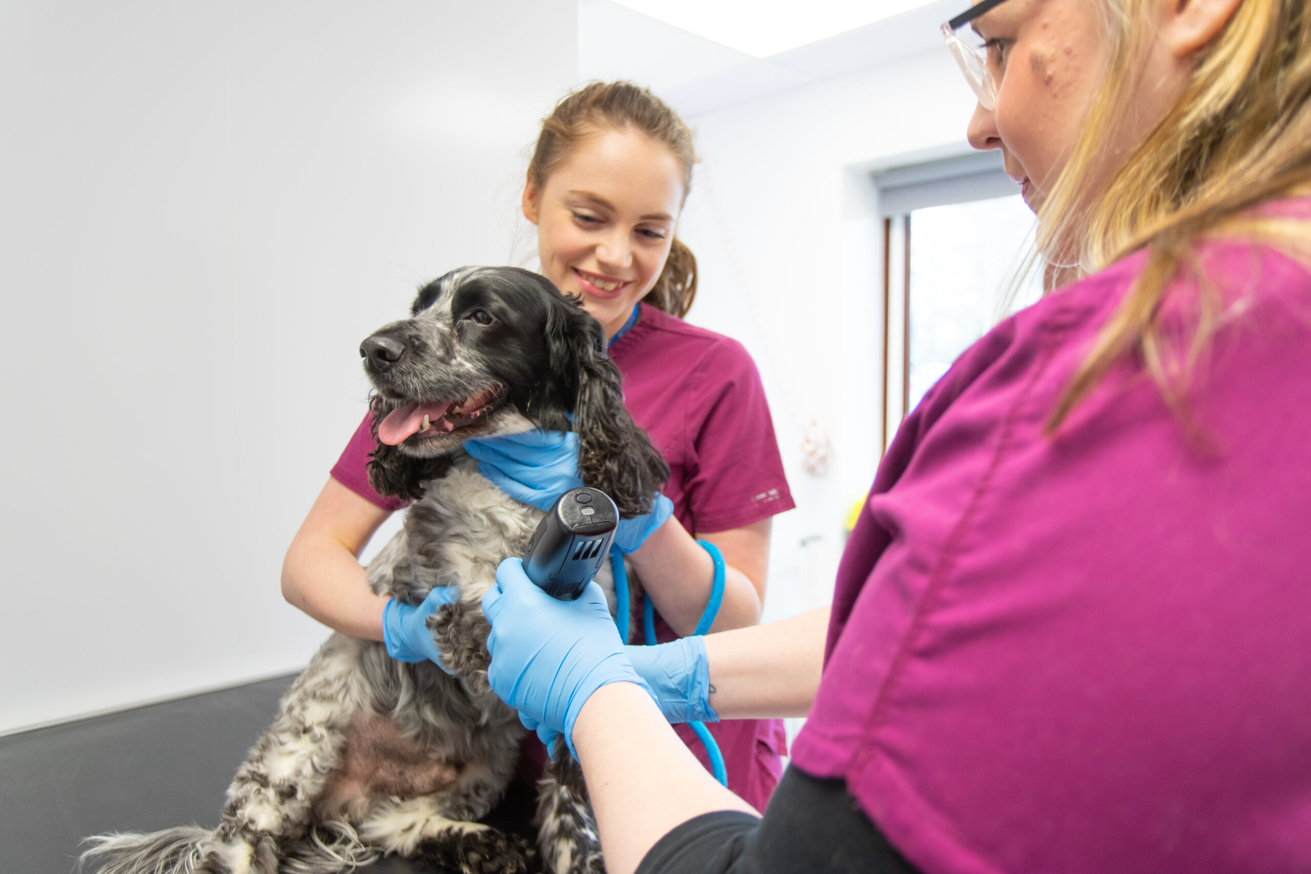 grey dog being examined by two vets in pink uniform