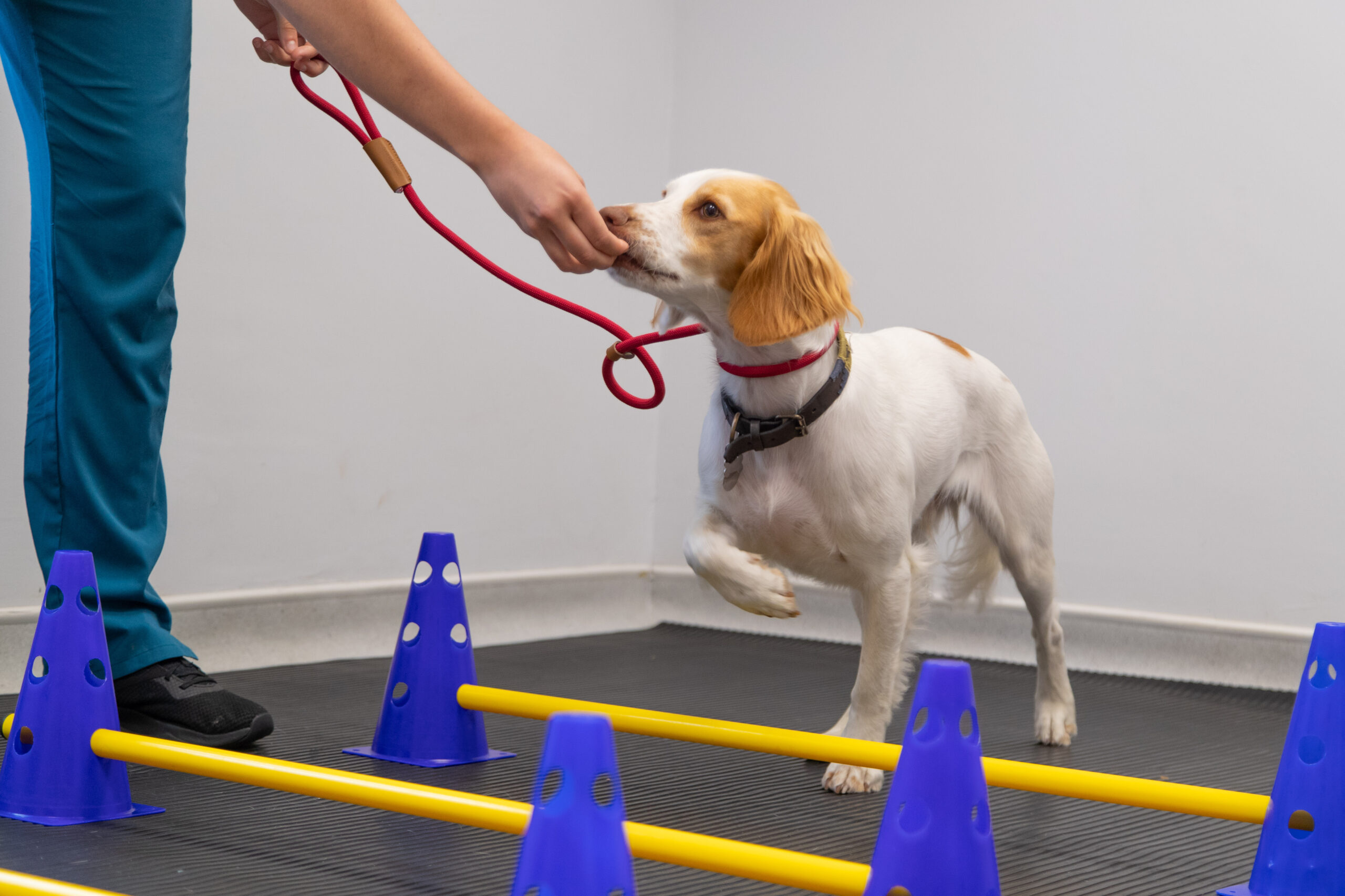 dog being given a treat with training obstacles placed in front of him