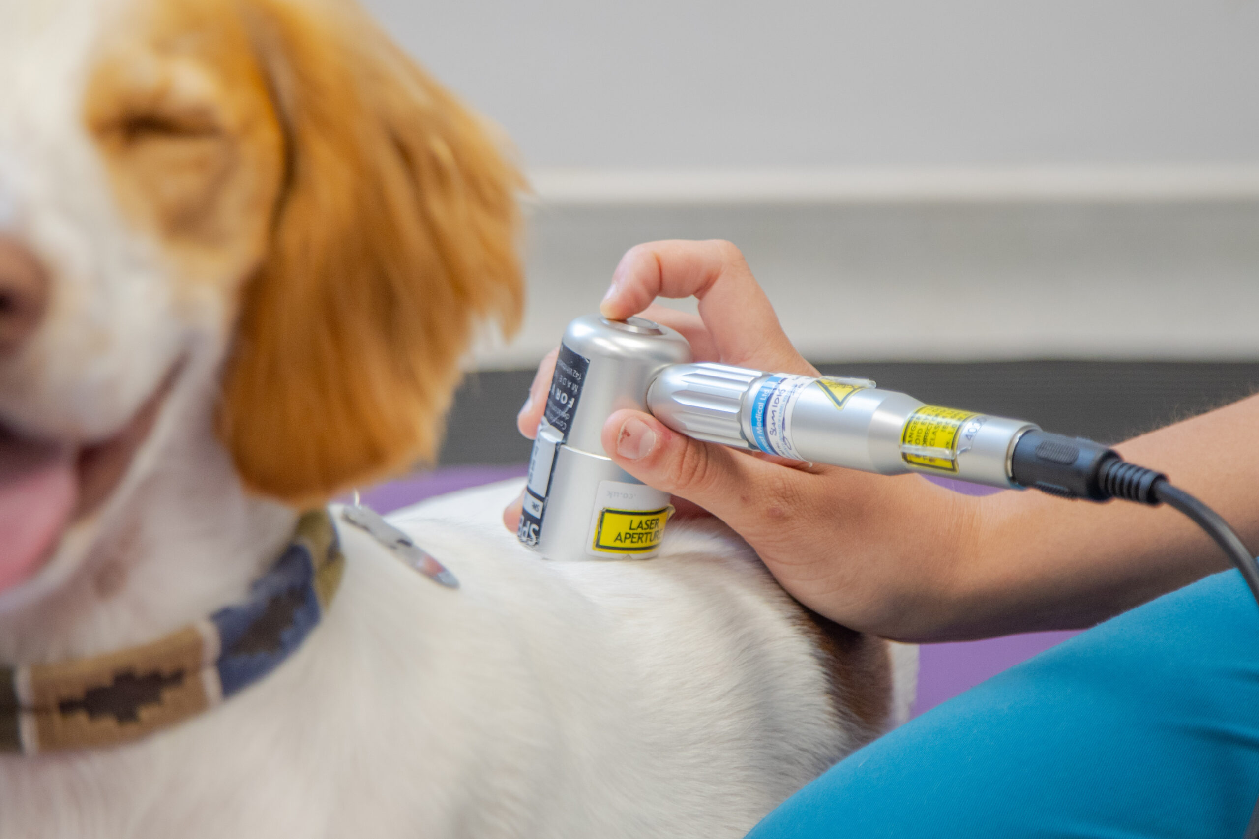 medical instrument being used on dogs back