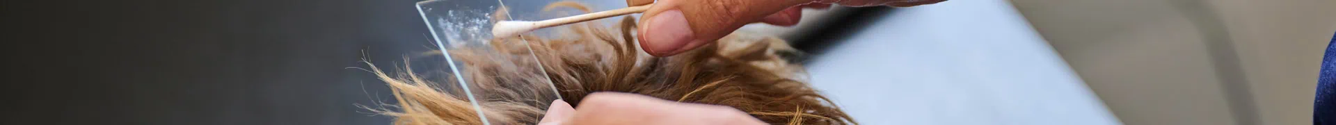 cropped image/banner of cotton bud with a plastic slide and dog fur
