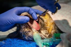 AM Sept 2021 Dentistry cat2