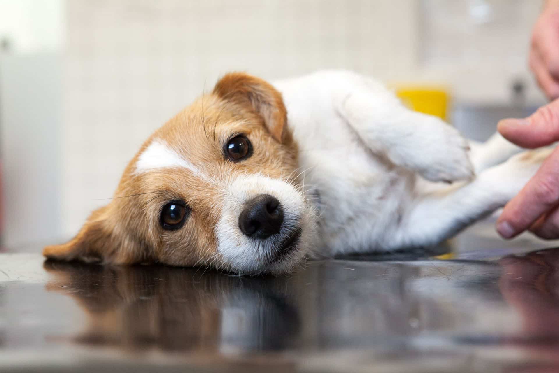 Clinical - Dog paw examination