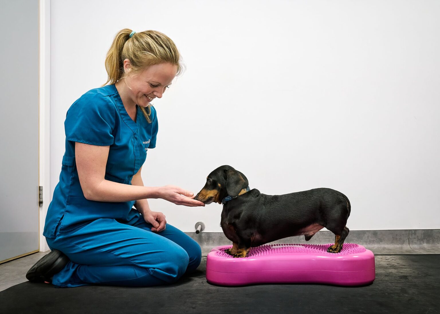 Veterinary Physiotherapy Anderson Moores Veterinary Specialists