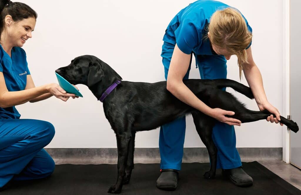 Veterinary Physiotherapy | Anderson Moores Veterinary Specialists
