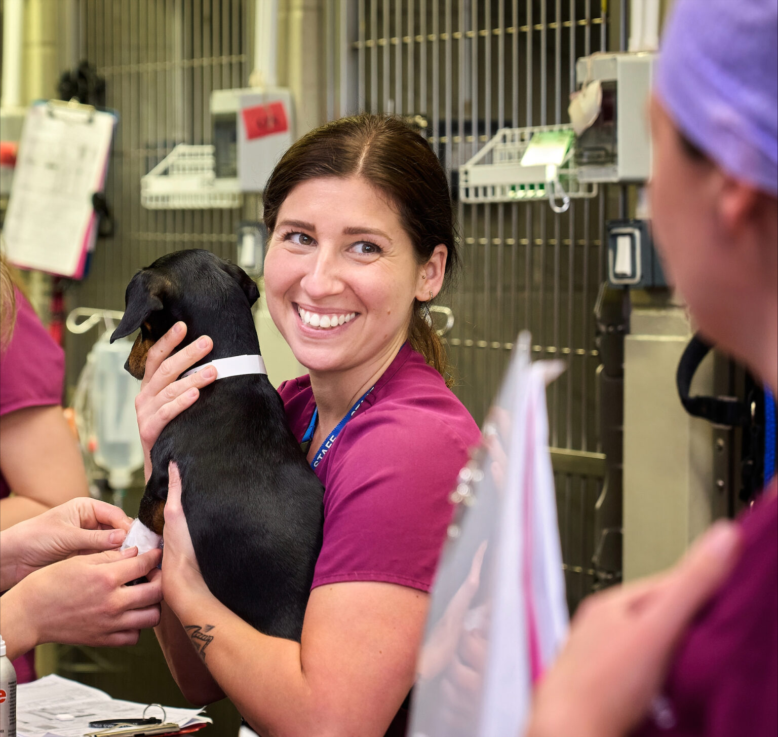 Referral Nursing Anderson Moores Veterinary Specialists