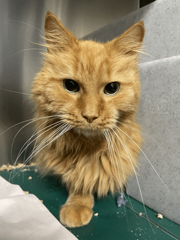 Simba's Night Out Story | Anderson Moores Veterinary Specialists