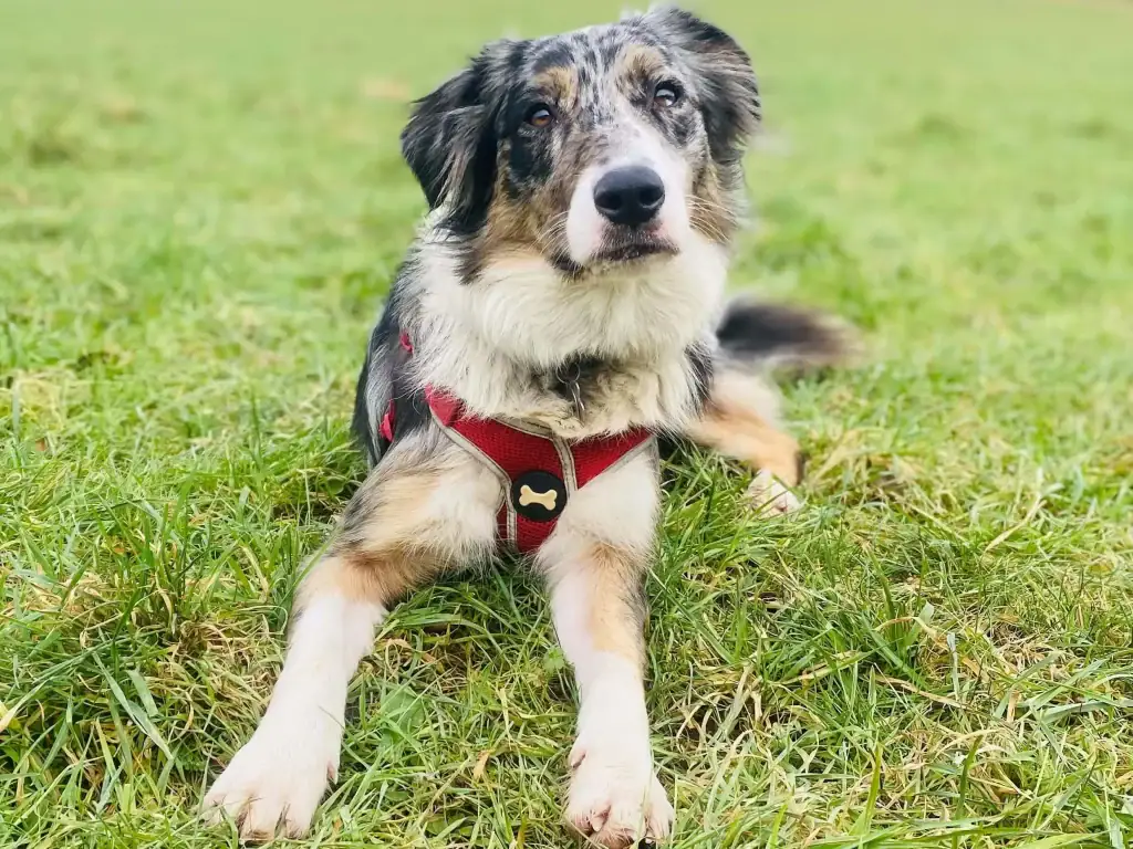 Blue sitting on grass