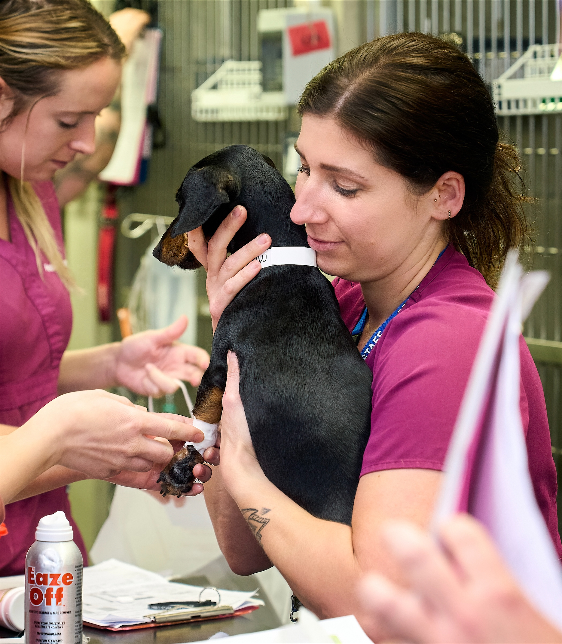 Dog Friendly Clinic Anderson Moores Veterinary Specialists