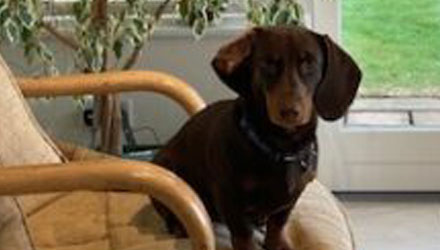 brown dog sitting on a couch chair - Bailey