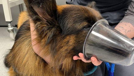 dog with a plastic cup around it's mouth supported by individual
