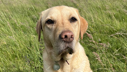 the face of a cream coloured dog sitting on grass