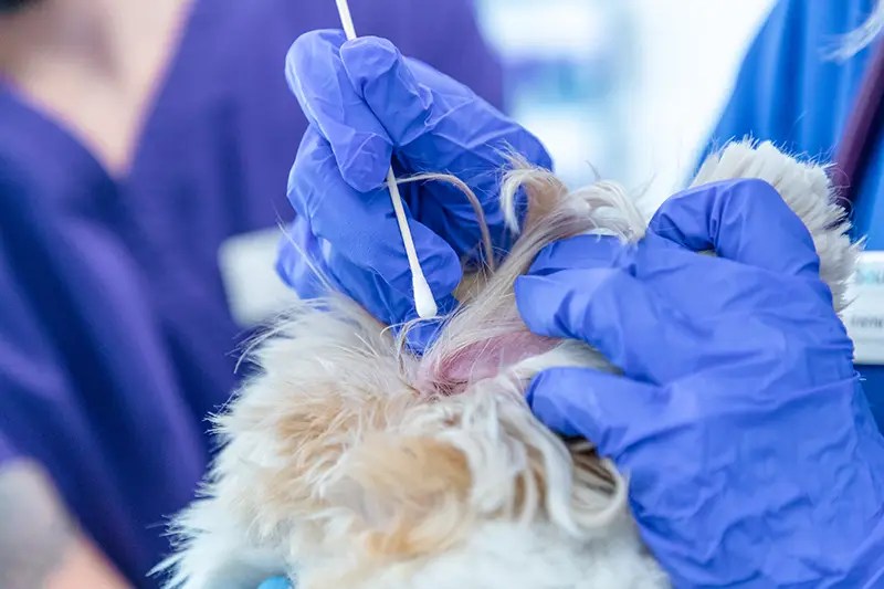 a swab being taken from a dog by gloved hands