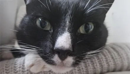 zoomed in image of Max the cat's face