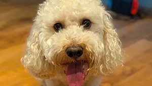 chester-Anderson-moores-vets. zoom in image of Chester the dog's face