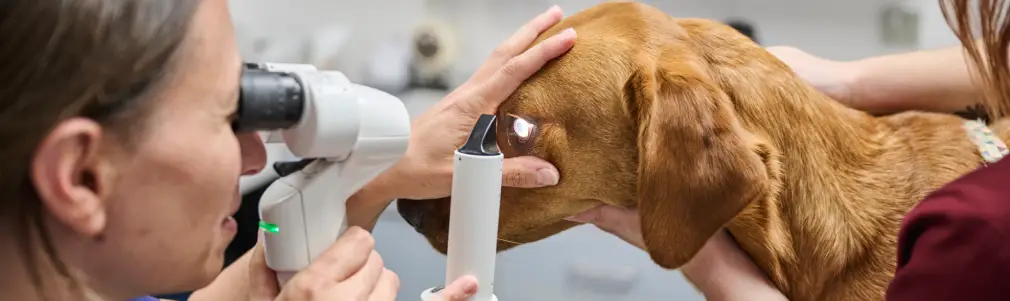 eye test on a dog by vet