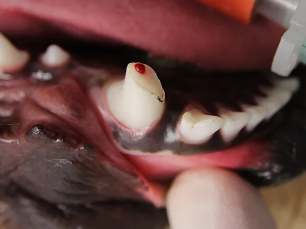 tooth trauma 01 -dog