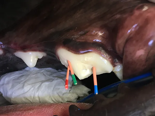 tooth trauma 02 - dog