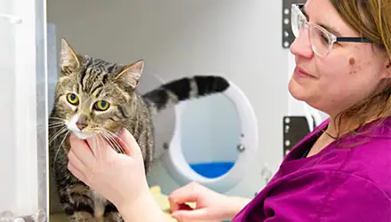 Gold-level cat-friendly clinic (CFC) accreditation awarded by the International Society of Feline Medicine (ISFM).