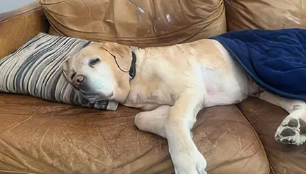 Oscar’s Intensive Eight Days