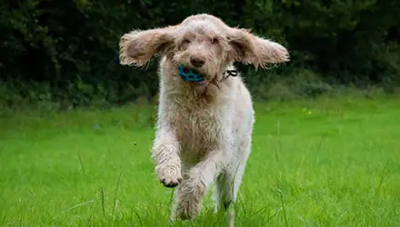 Pebble’s Personal Journey