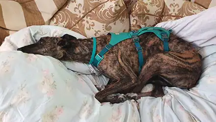 Tairrie’s Terrible Ordeal