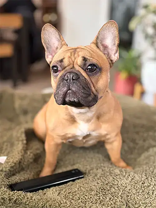 French bulldog Gigi