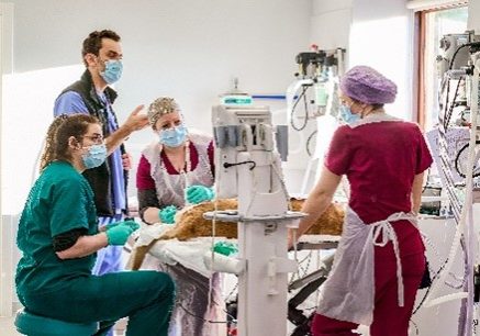 medical staff completing a surgical procedure on a pet wearing scrubs and facemasks